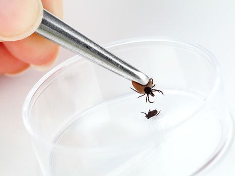 Ticks