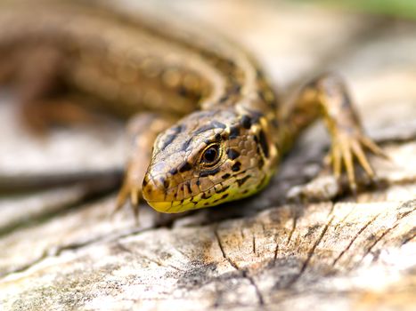 Sand Lizard (Lacerta agilis)