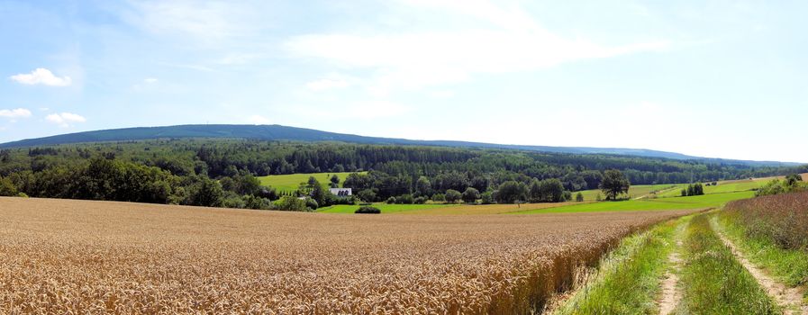 Idar forest panorama in summer with corn field