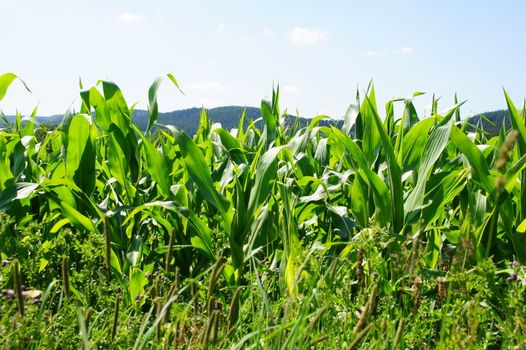 green corn plants in summer
