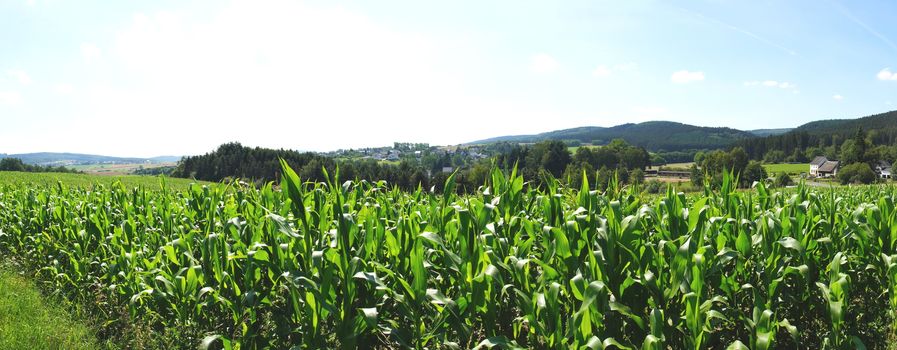 maize field at the Idarwald panorama