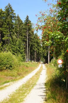 forest way in the Hunsrück in summer
