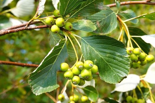 rotten tree leaves and green berries