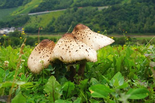 parasol mushrooms in the grass