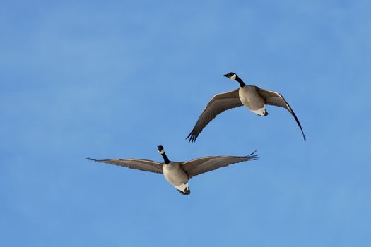 A pair of Canadian Geese flying in a blue sky.