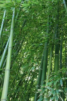 Beautiful view of Green bamboo forest