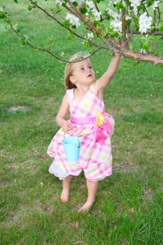 Little blond girl picking blossoms from a crab apple tree