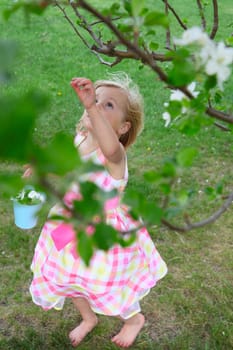 Little blond girl picking blossoms from a crab apple tree