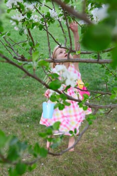 Little blond girl picking blossoms from a crab apple tree