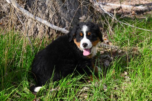 Purebred Bernese Mountain Dog in a spring field