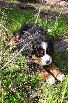 Purebred Bernese Mountain Dog in a spring field