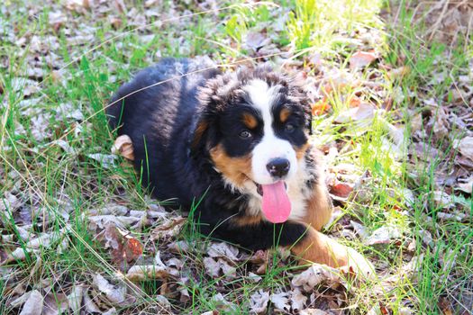 Purebred Bernese Mountain Dog in a spring field