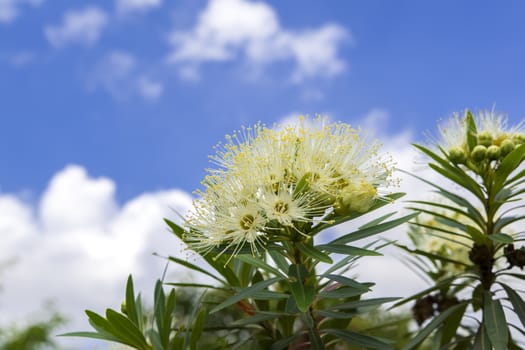 White Xanthostemon Bush in Nong Nooch Garden, Thailand.