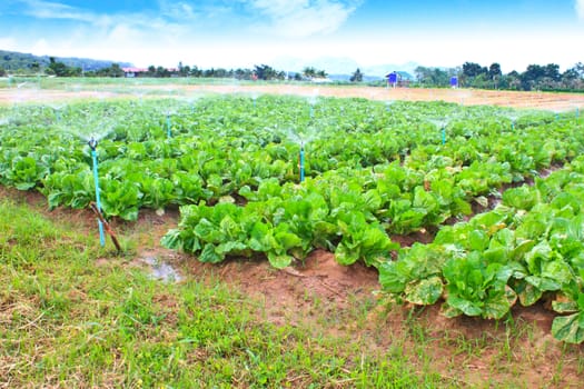 Field of Green Leaf and lettuce crops growing in rows on a farm ,Thailand