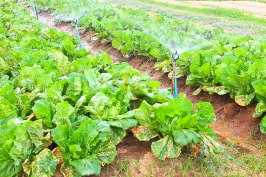 Field of Green Leaf and lettuce crops growing in rows on a farm ,Thailand