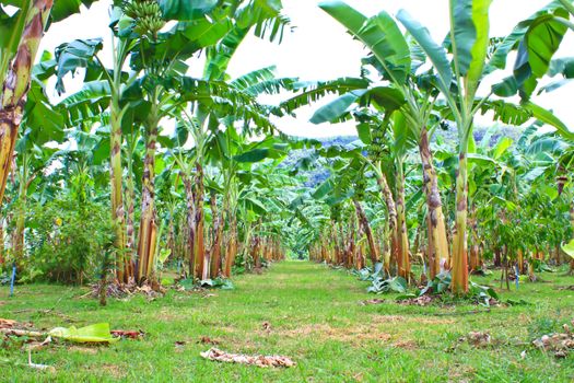 Green Banana plantations in Phetchaburi Province, Thailand