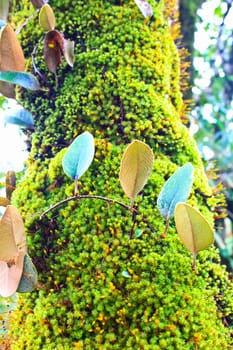 green moss on the trunk of tree