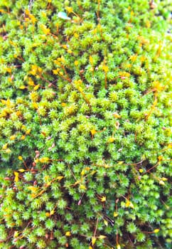 green moss on the trunk of tree