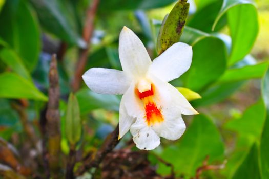 Dendrobium christyanum Rare species wild orchids in forest of Thailand, This was shoot in the wild nature