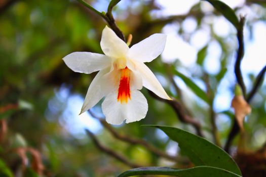 Dendrobium christyanum Rare species wild orchids in forest of Thailand, This was shoot in the wild nature