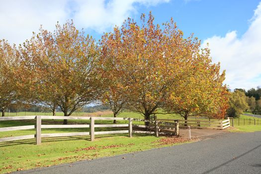 Beuatiful trees with a variety of colours in their turning leaves in the autumn countryside