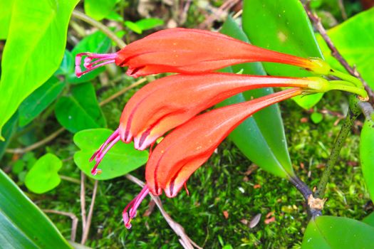Aeschynanthus Hildebrandii, wild flowers in forest, Thailand