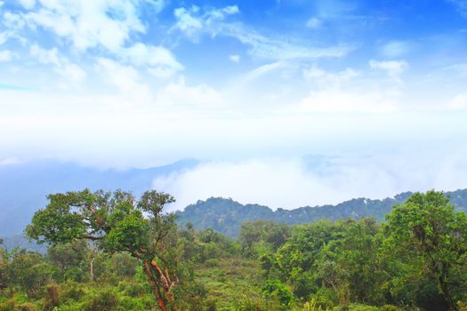 Sea of fog with forests as foreground. This place is in the Kaeng Krachan national park, Thailand