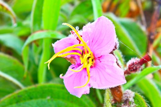 Melastoma malabathricum, Purple wild flowers of Melastoma malabathricum in forest, Thailand