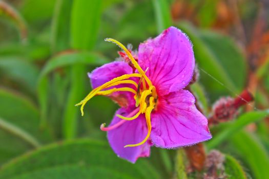 Melastoma malabathricum, Purple wild flowers of Melastoma malabathricum in forest, Thailand
