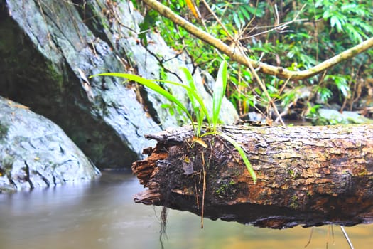 Tree and moss on stone in stream. Fresh spring air in the evening after rainy day, deep green color of fern and moss