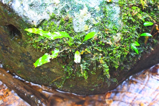 Tree and moss on stone in stream. Fresh spring air in the evening after rainy day, deep green color of fern and moss