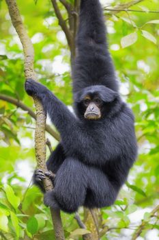 Siamang Gibbon hanging in the trees in Malaysia