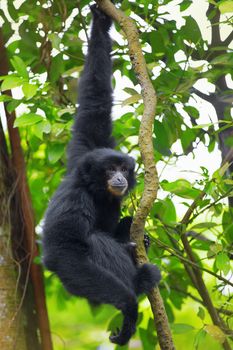 Siamang Gibbon hanging in the trees in Malaysia