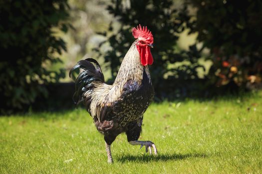 Cock on green grass in the sunlight