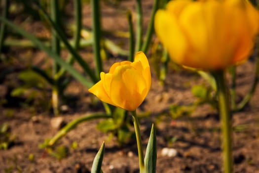 Tulip yellow grow in the ground