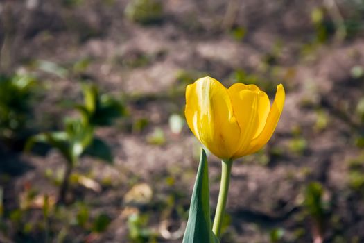 Tulip yellow grow in the ground