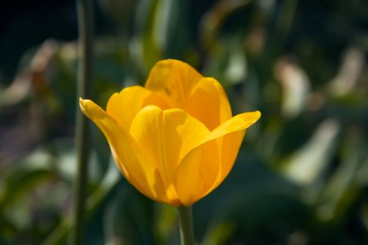 Tulip yellow grow in the ground