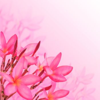 Flower background. Pink plumeria flowers to create a beautiful