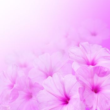 Flower background. Morning glory flowers to create a beautiful