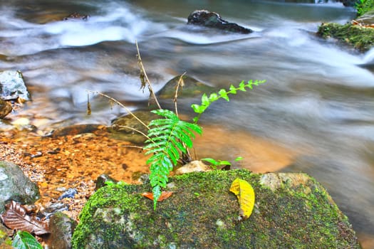 Tree and moss on stone in stream. Fresh spring air in the evening after rainy day, deep green color of fern and moss