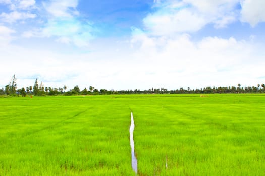 rice field with the blue sky in Thailand