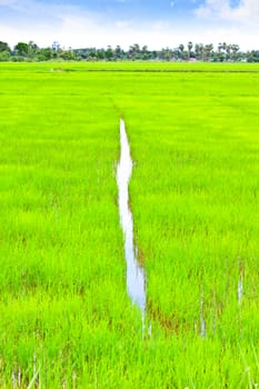 rice field with the blue sky in Thailand