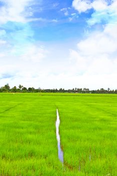 rice field with the blue sky in Thailand