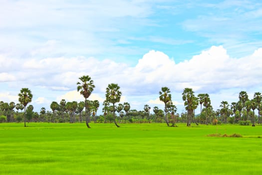 Sugar Palm tree in the rice field, Thailand