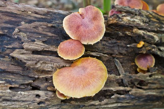 mushrooms growing on a live tree in the forest