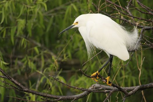 Snowy Egret (Egretta thula)