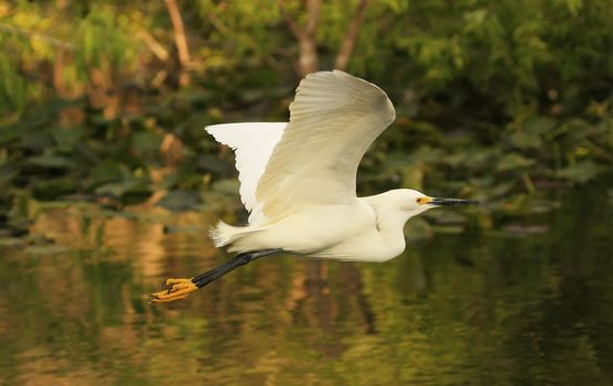 Snowy Egret (Egretta thula) flying