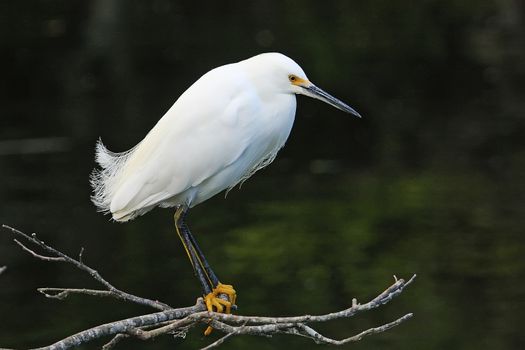 Snowy Egret (Egretta thula)