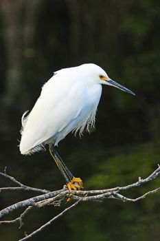 Snowy Egret (Egretta thula)