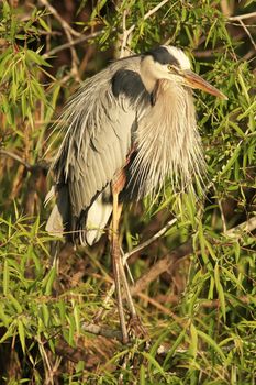 Great Blue Heron (Ardea herodias)